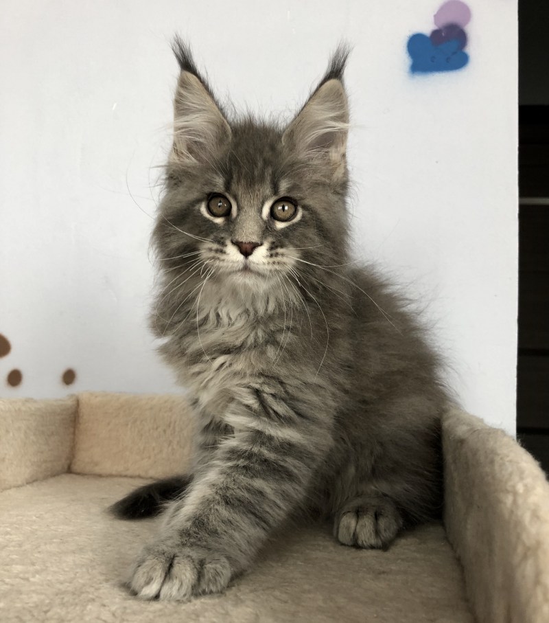 Гигантский кот Мейн кун