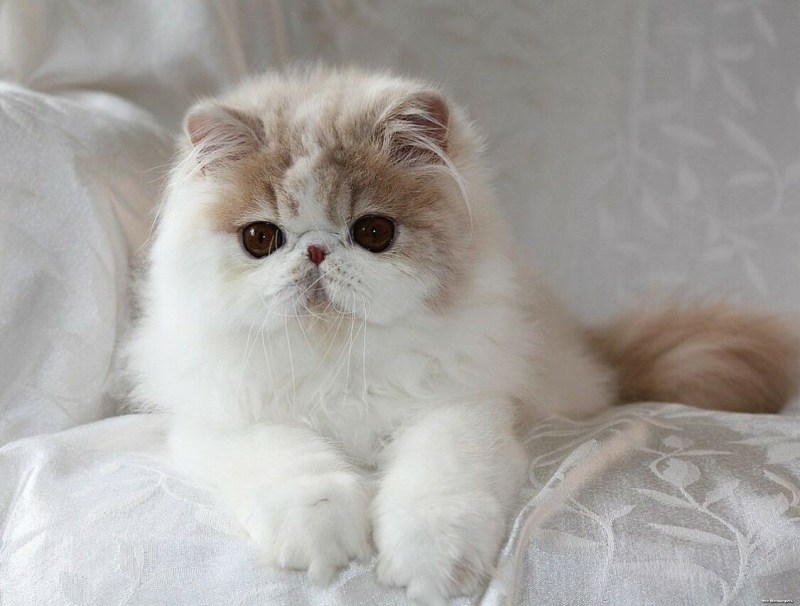 Кот персидской породы