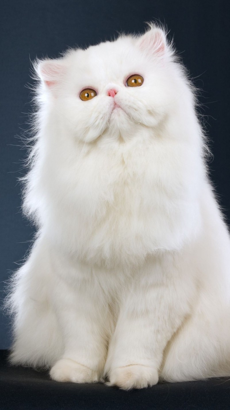 Кот персидской породы