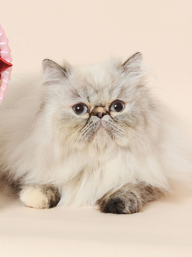 Персидская кошка