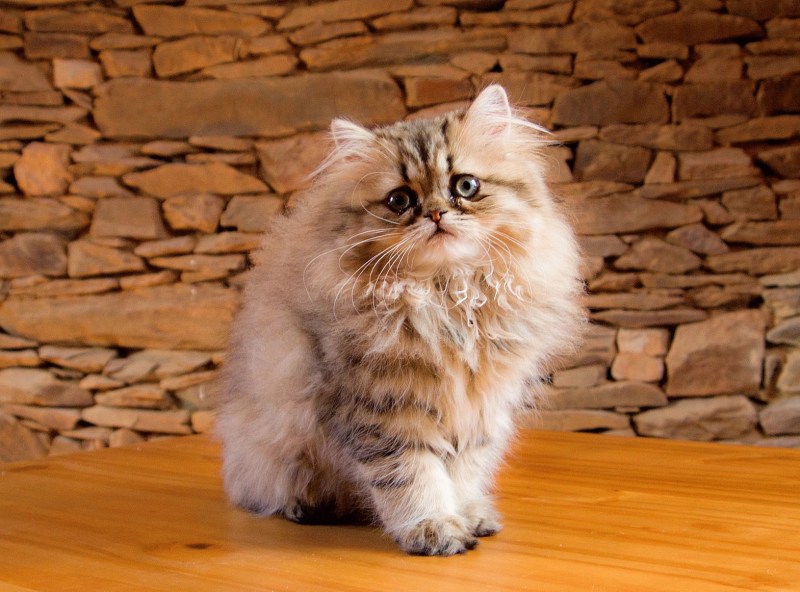 Персидская кошка