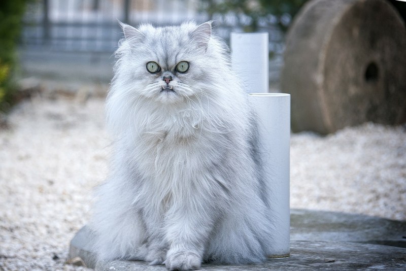 Персидская кошка