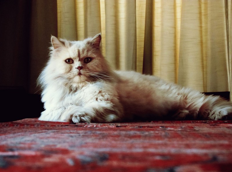 Полуперсидская кошка