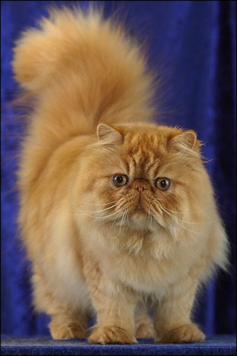 Персидская кошка