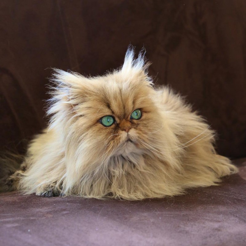 Персидский кот