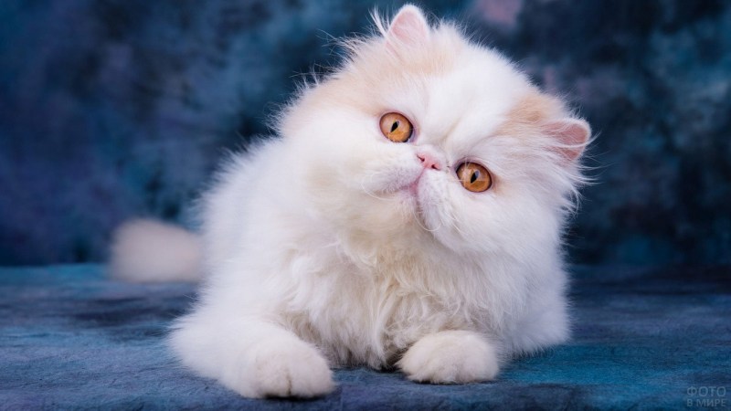 Персидская кошка котята