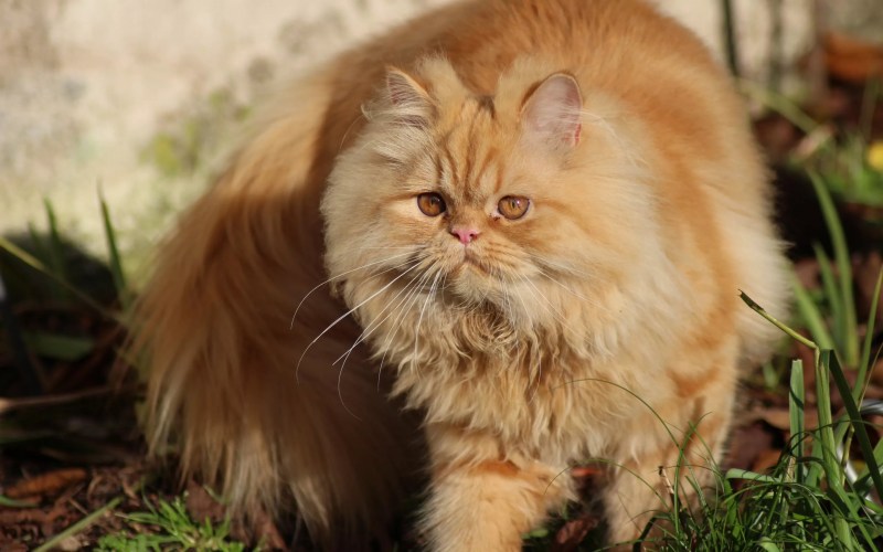 Длинношёрстная Персидская кошка рыжий