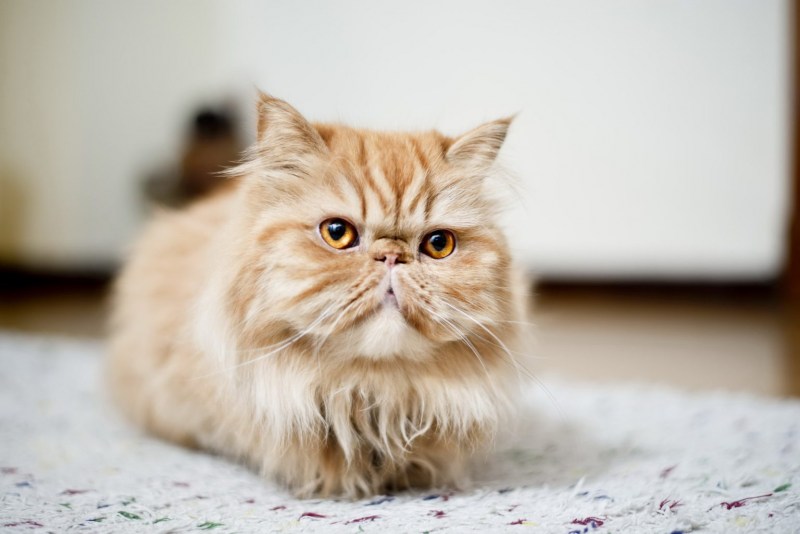 Персидский кот кошка