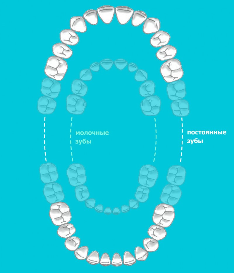 Молочные зубы у котят схема как выпадают