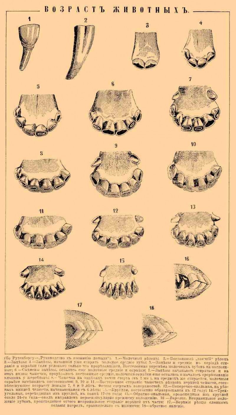 Зубы у котов схемы по возрасту фото