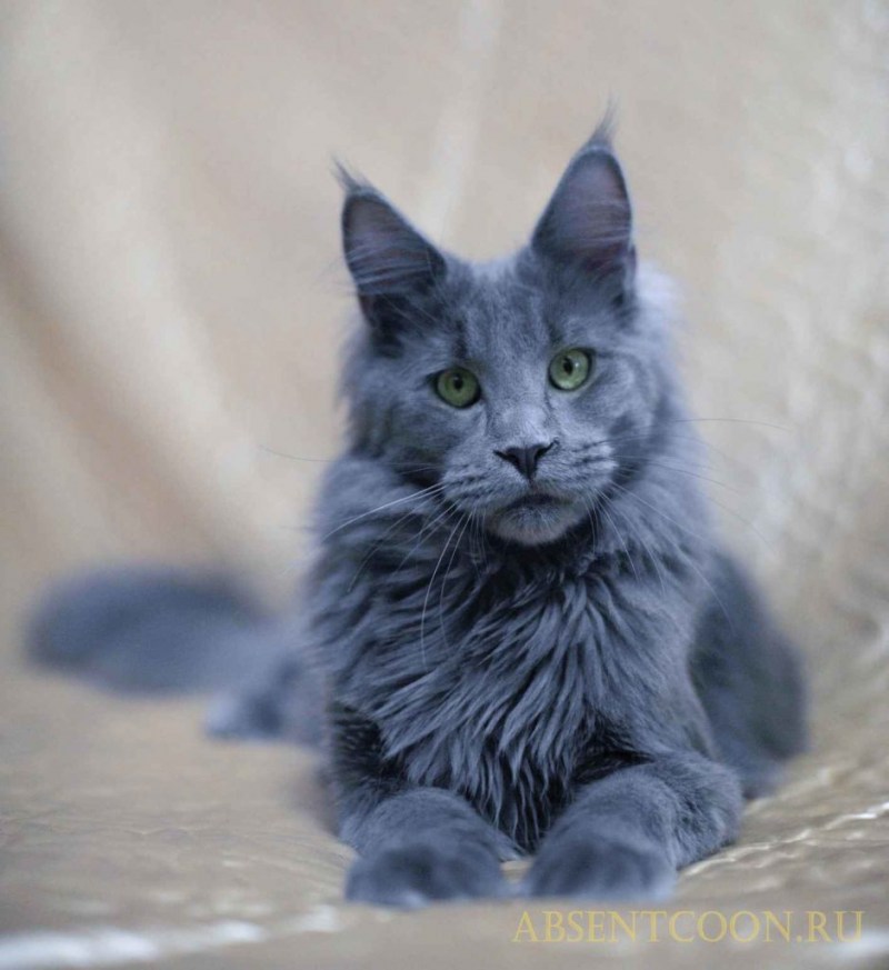 Кот Мейн кун голубой Солид