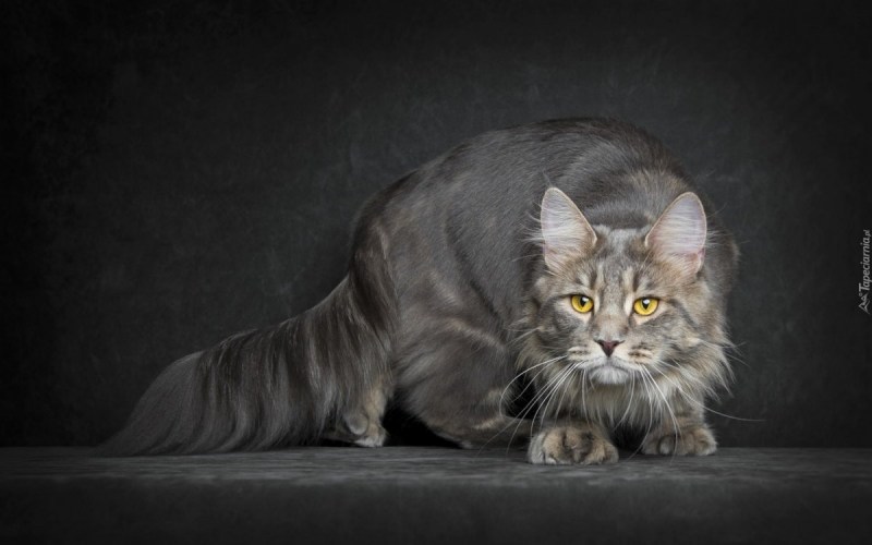 Кот Джокер Мейн кун
