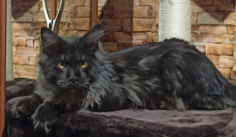 Кот Мейн кун смесь