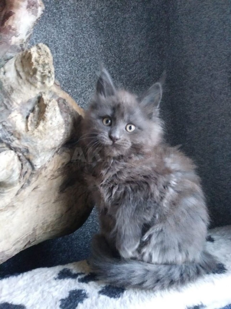 Кошка Мейн кун серая