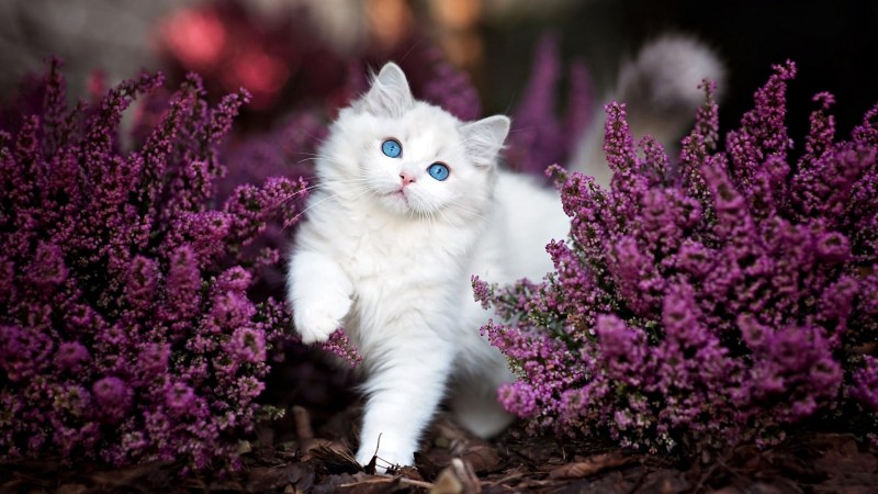 Котенок в цветах
