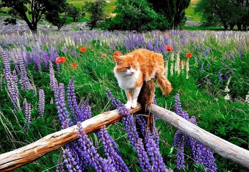 Коты в поле