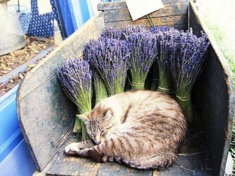 Лавандовая кошка