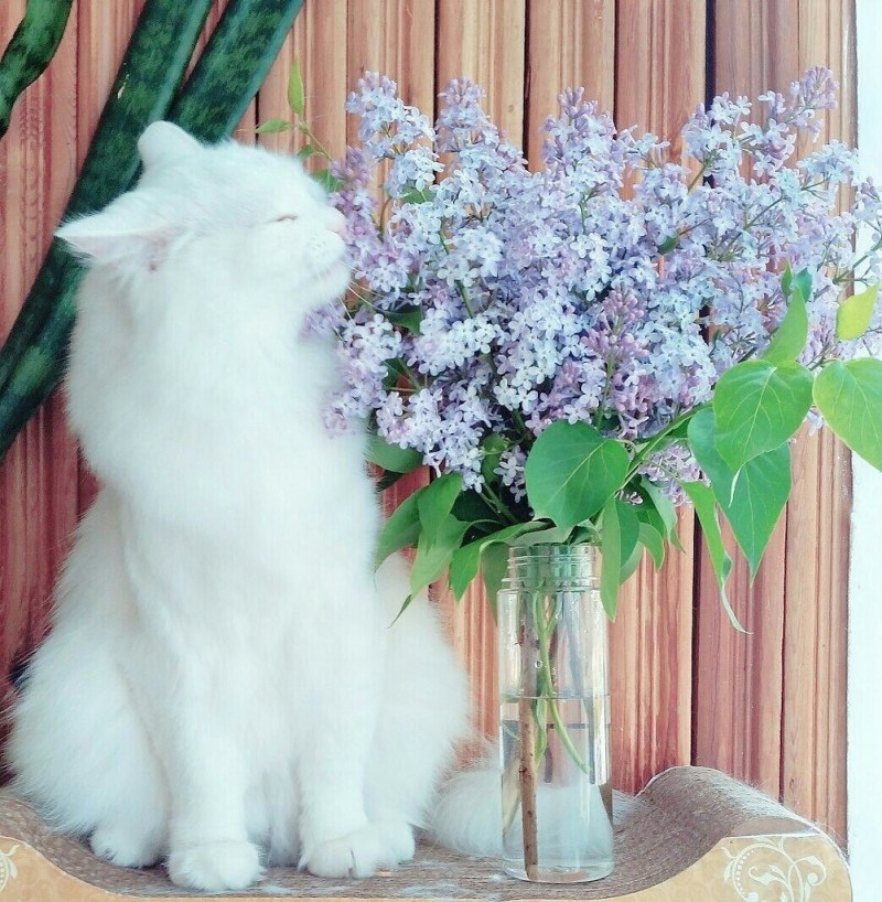 Котик и сирень