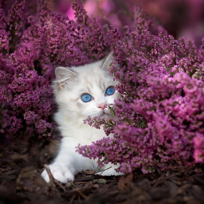 Красивые коты