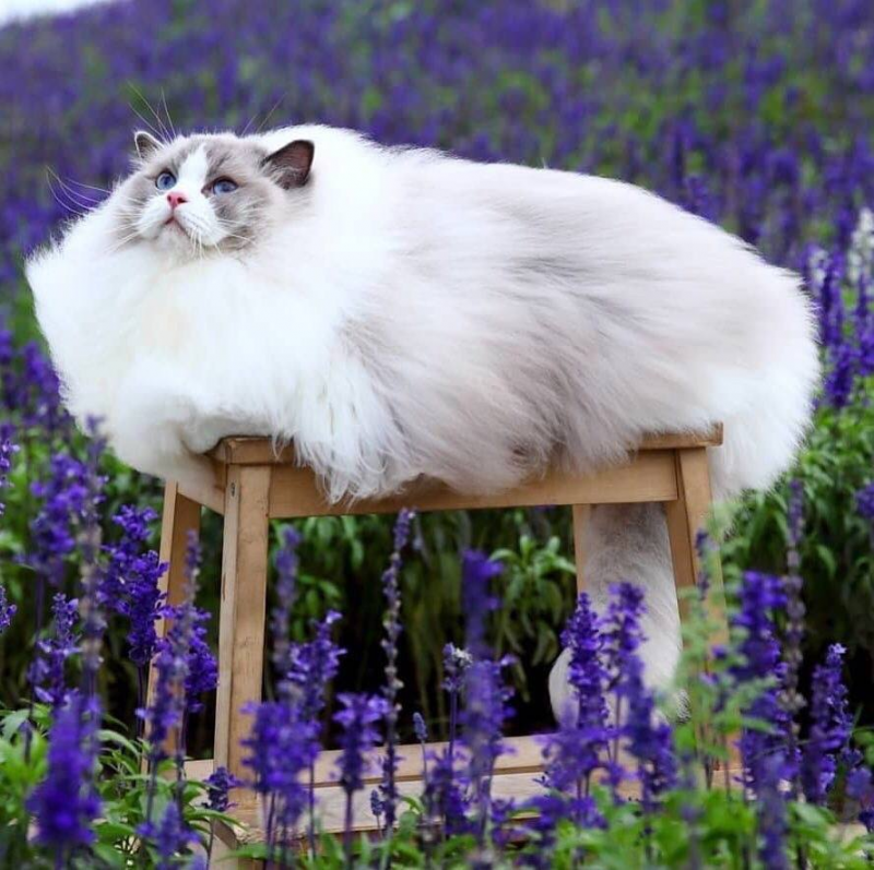 Кот в лавандовом поле