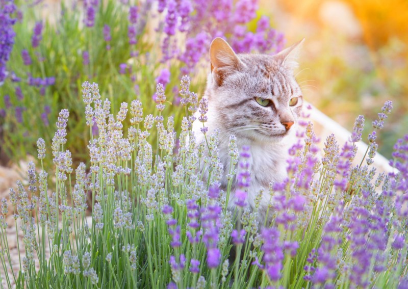 Котик в лаванде