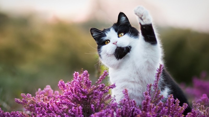 Кот в цветах