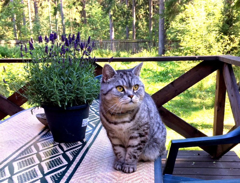 Мутшани кот