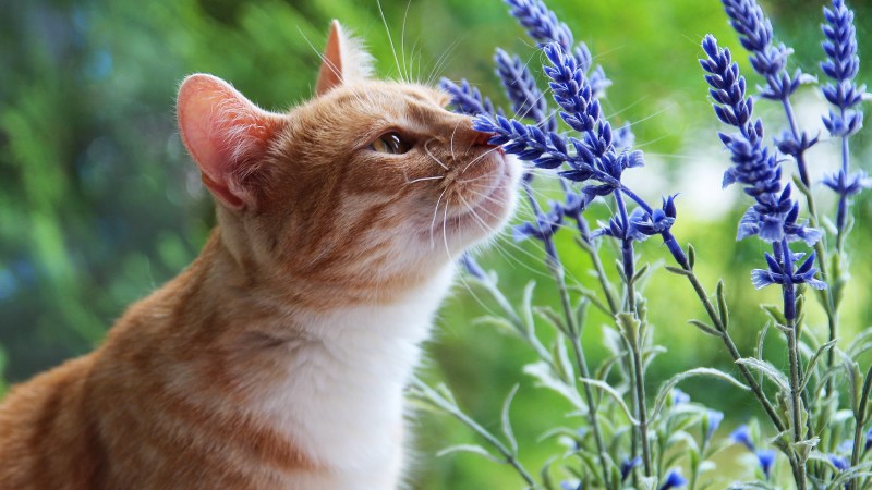 Красивые кошки и котята