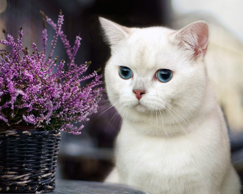 Котятки британские с цветами