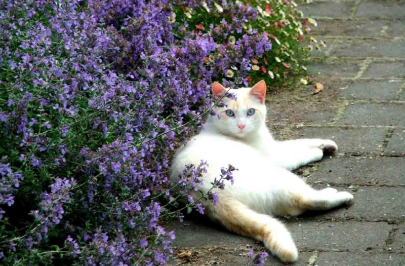 Котовник Кошачья мята