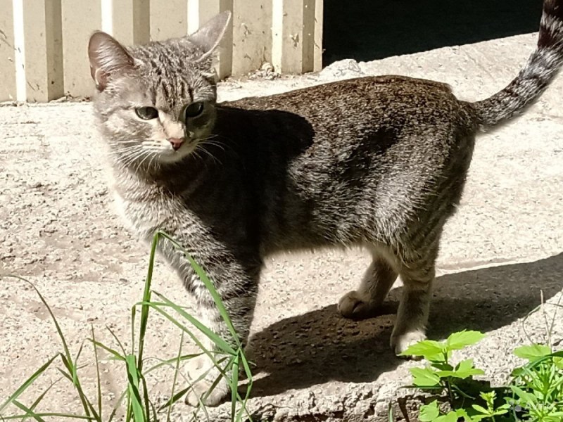 Коты мышеловы породы