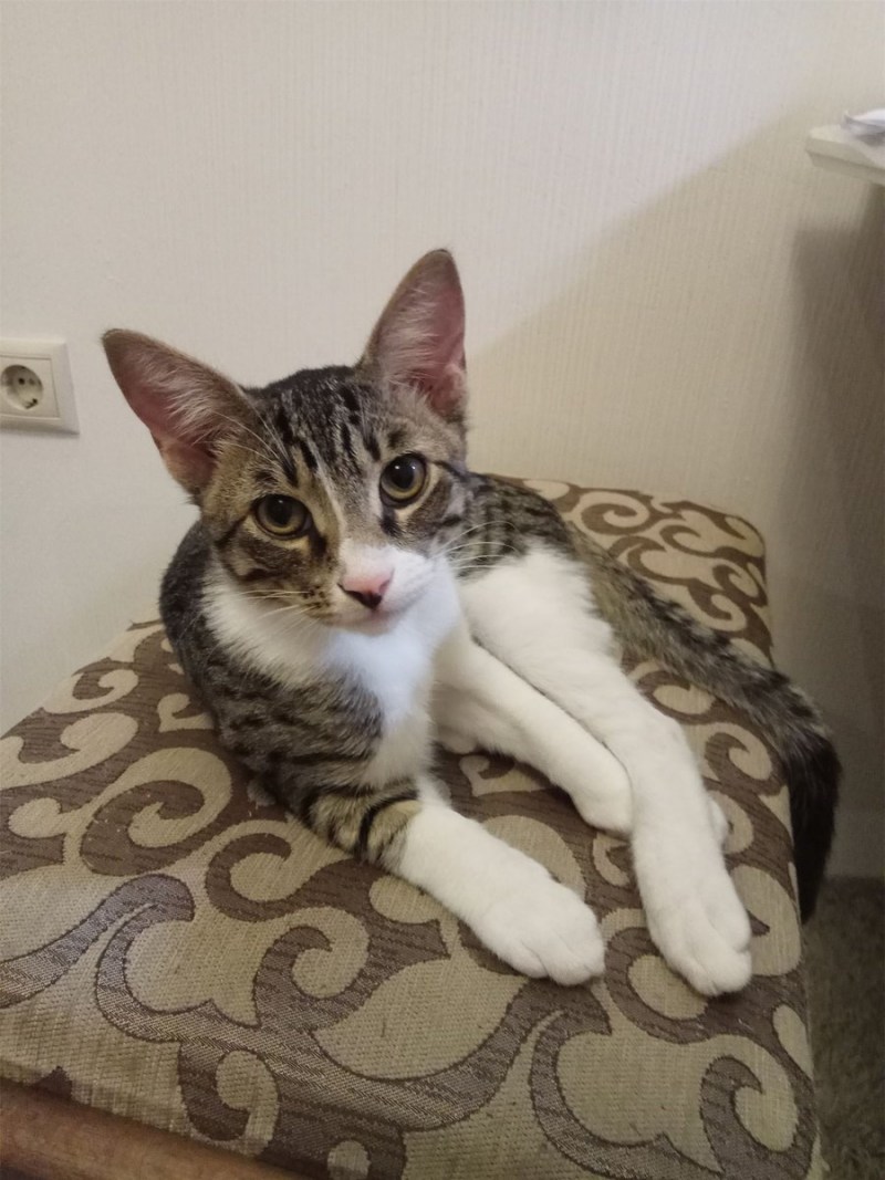 Кошка Сибил