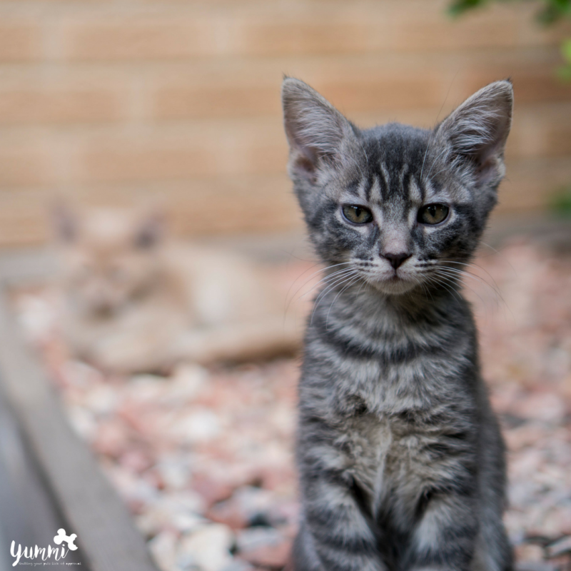 Коты крысоловы