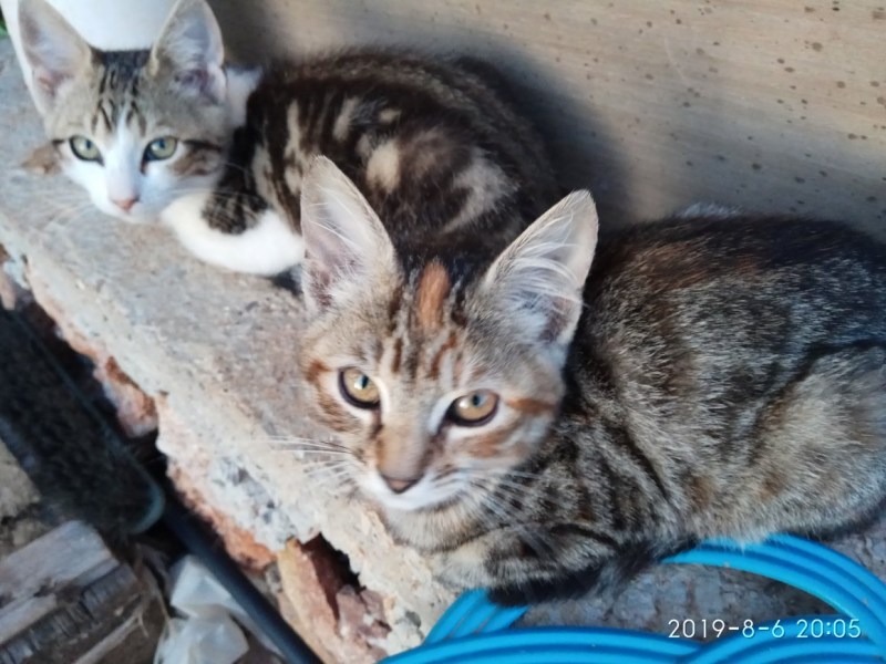 Котята мышеловы