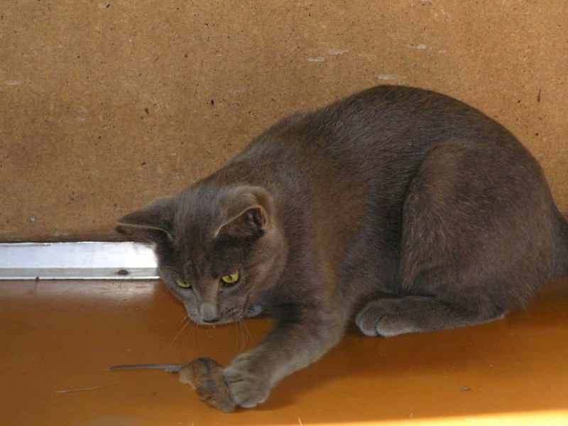 Кошки британский Крысолов