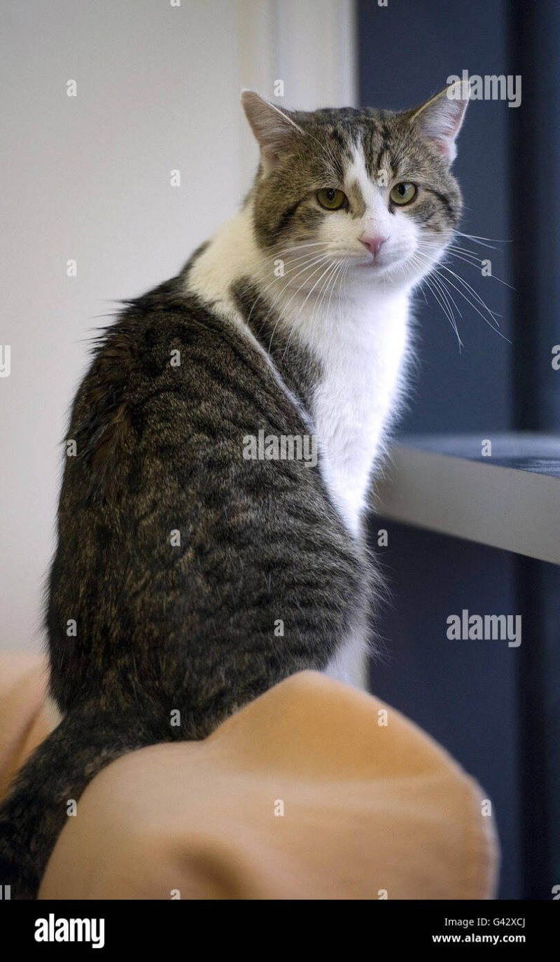 Кот мышелов