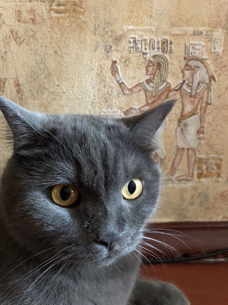 Кошка бельгийский Крысолов