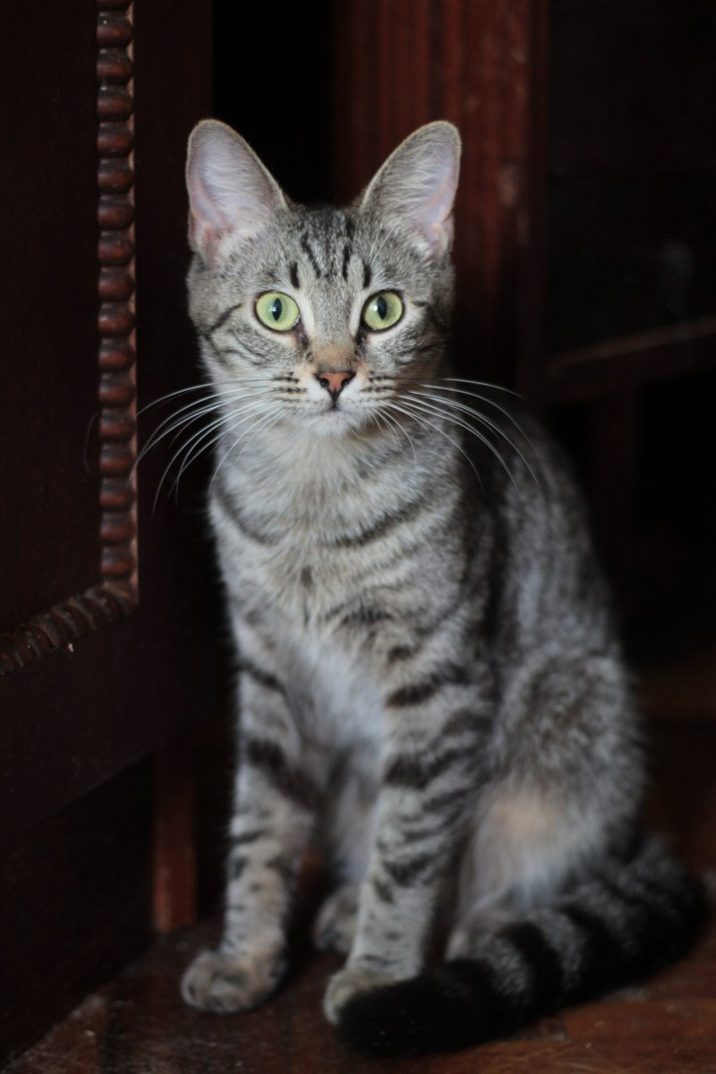 Кот породы Крысолов Сибирский