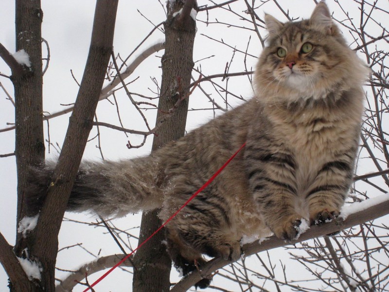 Кот мышелов