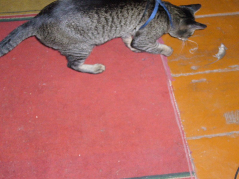 Кошка домашний Крысолов