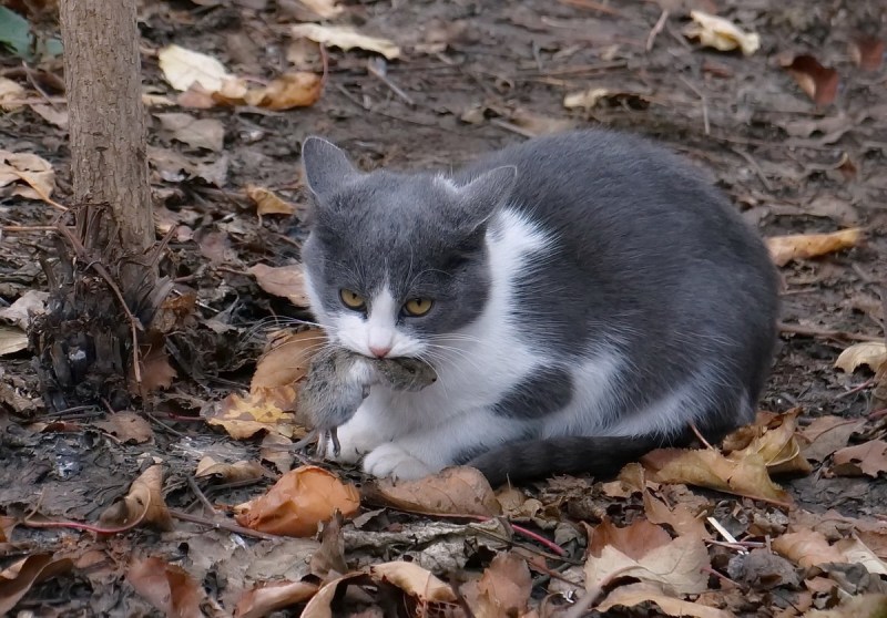 Как распознать котенка крысолова