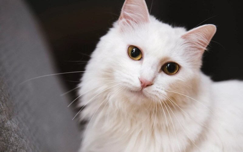 Сибирская ангора кошка белый кот