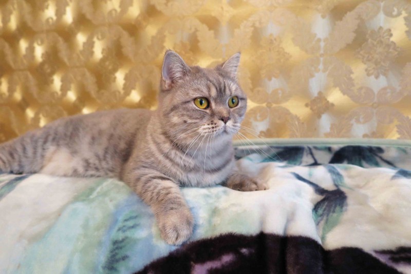 Скоттиш страйт кот мраморный