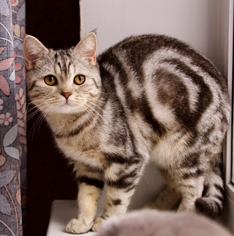 Шотландская короткошерстная шиншилла