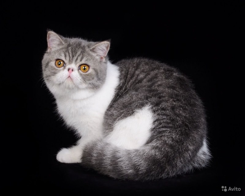 Скоттиш-страйт Шотландская черепаховая