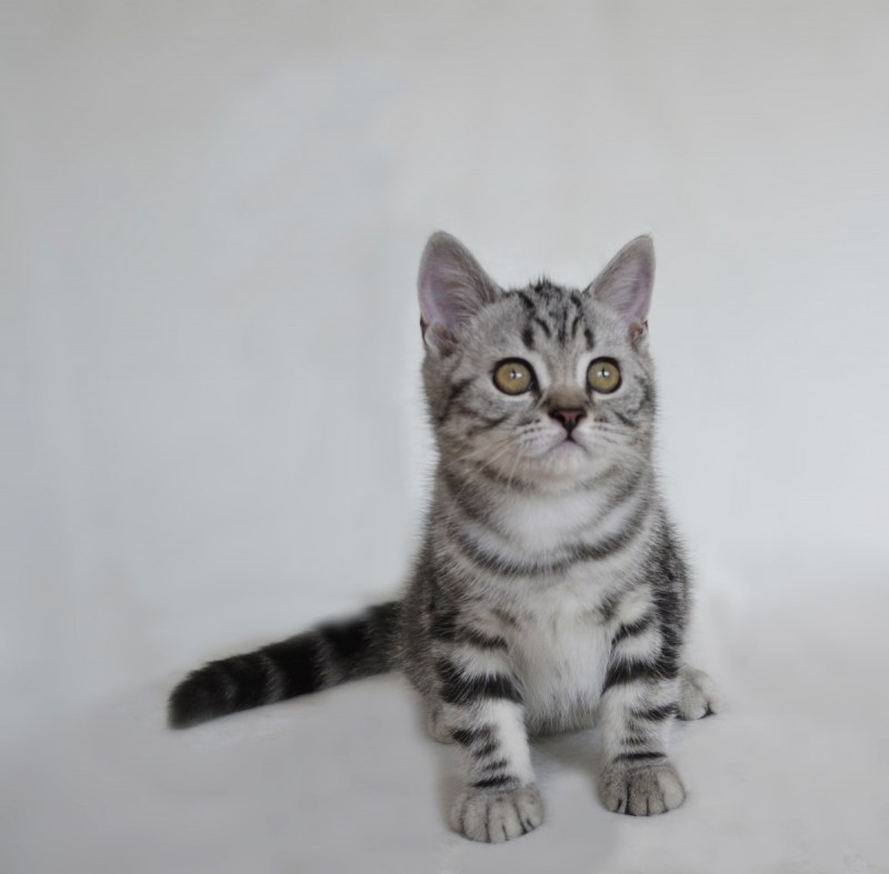 Британские короткошерстные окрас табби