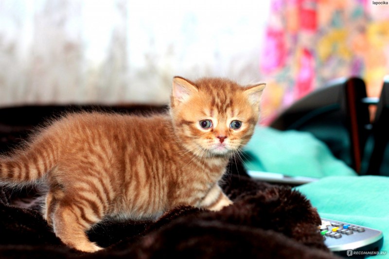 Шотландская короткошерстная шиншилла