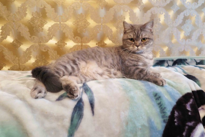 Скоттиш фолд шоколадный табби