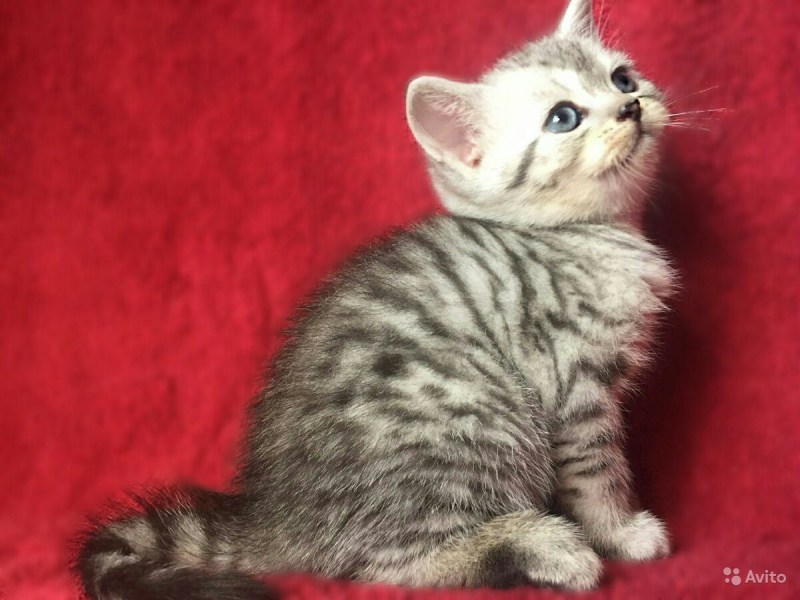 Шотландская кошка мраморный табби