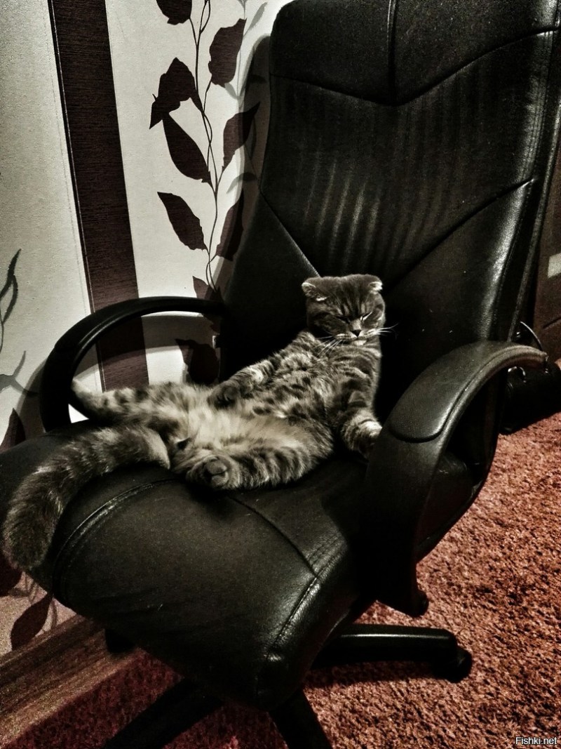 Котик на кресле